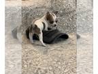 Chihuahua PUPPY FOR SALE ADN-772765 - Sara