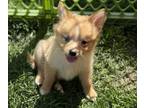 Pomimo PUPPY FOR SALE ADN-772780 - Girl 1