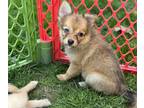 Pomimo PUPPY FOR SALE ADN-772784 - Girl 4