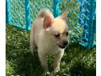 Pomimo PUPPY FOR SALE ADN-772787 - Girl 5