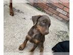 Doberman Pinscher PUPPY FOR SALE ADN-772790 - Doberman Puppies