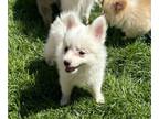 Pomimo PUPPY FOR SALE ADN-772793 - Boy 4