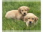 Golden Retriever PUPPY FOR SALE ADN-772801 - Golden Retriever puppies