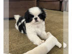 Japanese Chin PUPPY FOR SALE ADN-772808 - AKC Male Japanese Chin