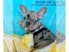 French Bulldog PUPPY FOR SALE ADN-772810 - Handsome French bulldog Onyx