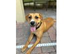 Adopt Candy a Black Mouth Cur, Boxer