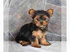 Yorkshire Terrier PUPPY FOR SALE ADN-772834 - ACA Yorkshire Terrier