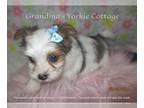 Yorkshire Terrier PUPPY FOR SALE ADN-772836 - Calli Blue Eyed Yorkie Girl