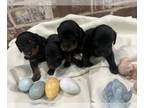 Dachshund PUPPY FOR SALE ADN-772840 - Miniature Dachshunds