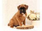 Boxer PUPPY FOR SALE ADN-772849 - AKC Boxer