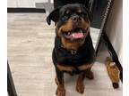 Rottweiler PUPPY FOR SALE ADN-772859 - 8 Month Old Rottweiler