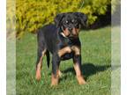 Rottweiler PUPPY FOR SALE ADN-772862 - AKC Rottweiler