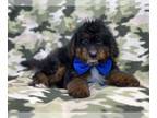 Poovanese PUPPY FOR SALE ADN-772871 - Cole