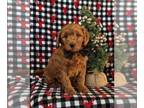 Goldendoodle (Miniature) PUPPY FOR SALE ADN-772876 - Loving F1b Mini