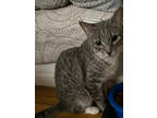 Adopt Tinsel a American Shorthair