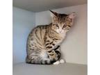 Adopt May a Domestic Short Hair