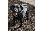 Adopt Eclipse a Labrador Retriever