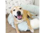 Adopt Livvy a Labrador Retriever, Pit Bull Terrier