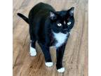 Adopt Junko a Domestic Short Hair