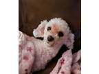 Adopt Dixie a Poodle