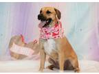 Adopt Jesse (23-151 D) a Mixed Breed