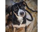 Adopt Spunky a Mixed Breed