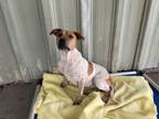 Adopt Ximena a Pit Bull Terrier, Australian Cattle Dog / Blue Heeler