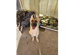 Adopt Gypsy a German Shepherd Dog