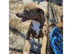 Adopt Mechanic a American Staffordshire Terrier, Mixed Breed