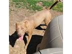 Adopt Mechanic a American Staffordshire Terrier, Mixed Breed