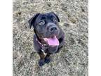 Adopt Snow a Mixed Breed, Mastiff