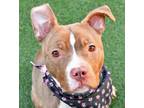 Adopt Lolli a Pit Bull Terrier, Mixed Breed