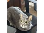 Adopt Royal a Domestic Short Hair