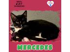 Adopt Mercedes a Domestic Short Hair