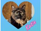 Adopt Katie a Domestic Short Hair