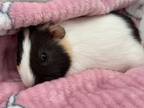 Adopt Squeakers a Guinea Pig, Short-Haired