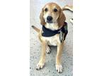 Adopt Tigger a Labrador Retriever, Anatolian Shepherd