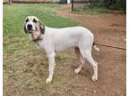 Adopt Kanga a Labrador Retriever, Anatolian Shepherd