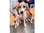 Adopt Kanga a Labrador Retriever, Anatolian Shepherd