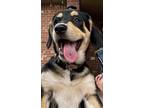 Adopt Piglet a Labrador Retriever, Anatolian Shepherd