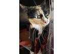 Adopt Sassy a Domestic Medium Hair