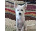 Adopt Tiggy a West Highland White Terrier / Westie, Yorkshire Terrier