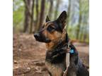 Adopt Hummingbird a German Shepherd Dog