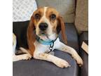 Adopt Finley a Beagle