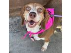 Adopt Bean a Beagle