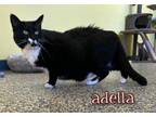 Adopt Adella a Domestic Short Hair