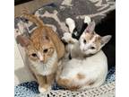 Adopt Candie & Cookie a Domestic Short Hair