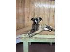 Adopt Roxy a Mixed Breed