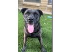 Adopt Alice-Ann ( Ally ) a Black Labrador Retriever, Pit Bull Terrier