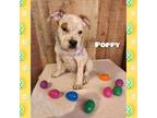 Adopt Poppy a Mixed Breed, Catahoula Leopard Dog